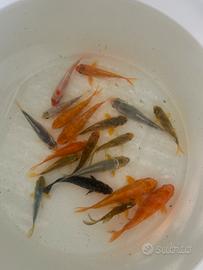 Carpe Koi 5-10cm