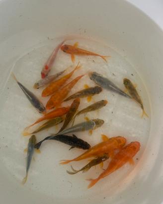 Carpe Koi 5-10cm