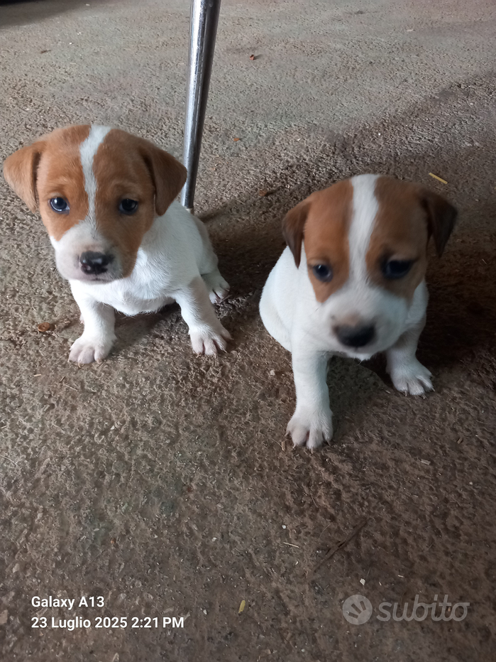 Jack russell Regalo e vendita animali a Frosinone e provincia