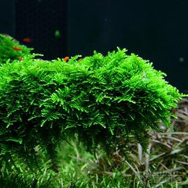 Muschio per acquario