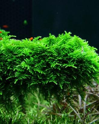 Muschio per acquario