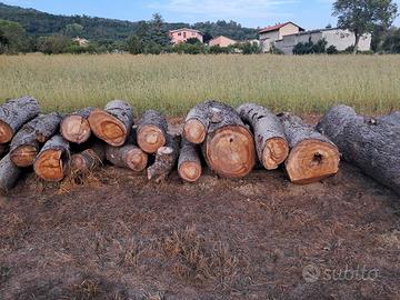 Tronchi di Cedro del Libano