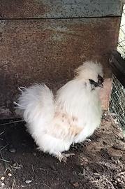 Gallo moroseta