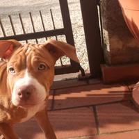 Cuccioli Pitbull
