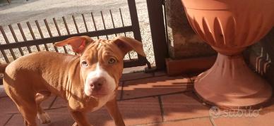 Cuccioli Pitbull