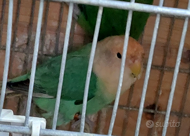 Femmina inseparabile roseicollis maggiorata