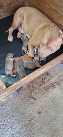 Pitbull ukc