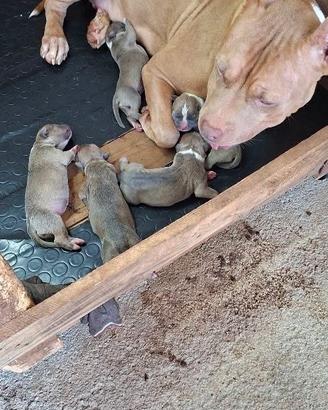 Pitbull ukc