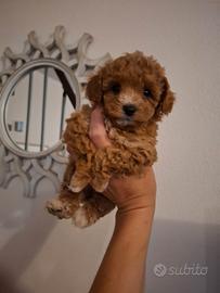 Cuccioli di barboncini