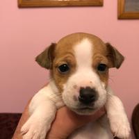 Cuccioli di jaeajk russell