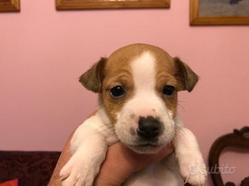 Cuccioli di jaeajk russell