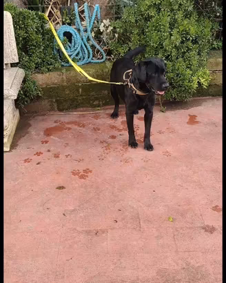 Labrador nero