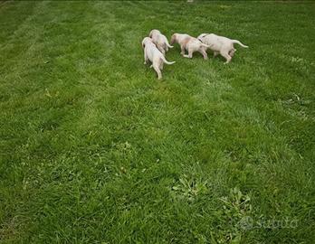 Cuccioli di Setter inglese