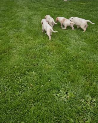 Cuccioli di Setter inglese