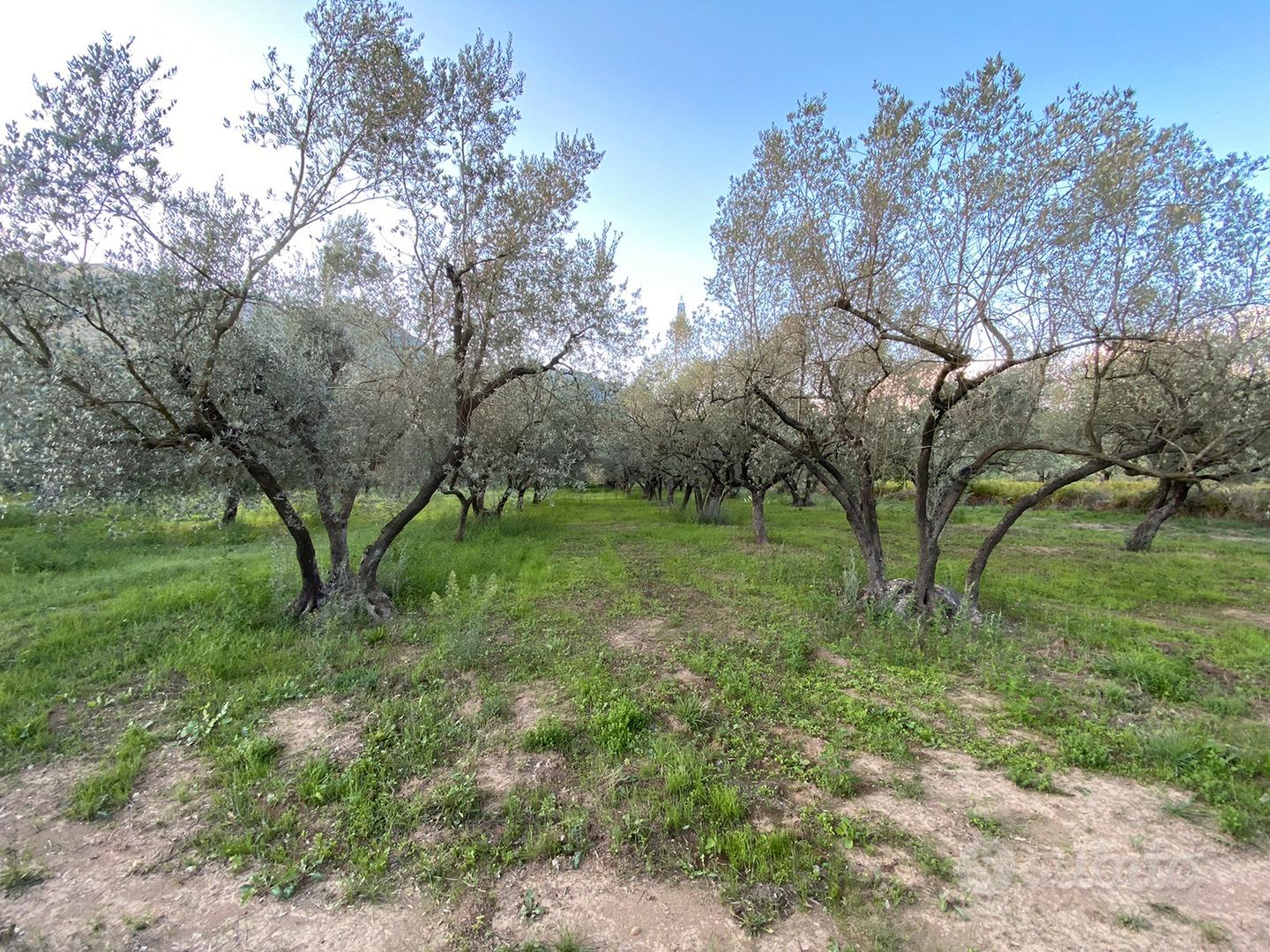 Terreno Agricolo - Vista 4