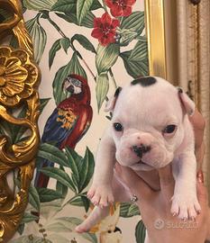 Bulldog francese
