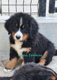 Bovaro del bernese cucciola con pedigree