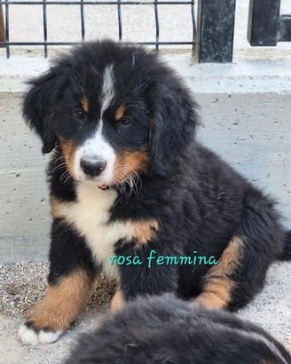 Bovaro del bernese cucciola con pedigree