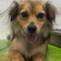 Grace cane taglia piccola in adozione