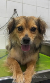 Grace cane taglia piccola in adozione