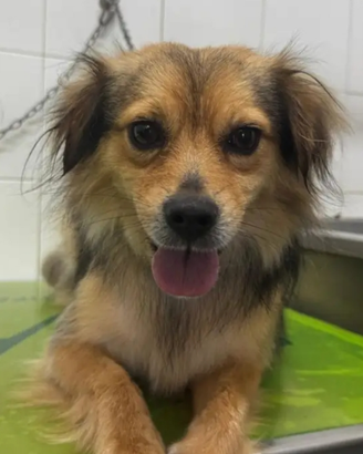 Grace cane taglia piccola in adozione