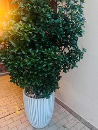 Osmanthus