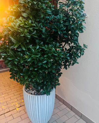 Osmanthus