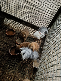 Testa di leone ed ariete