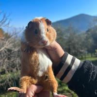 Cavia peruviana