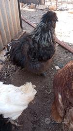 Gallo moroseta