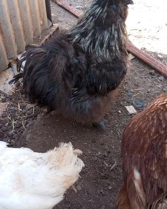 Gallo moroseta