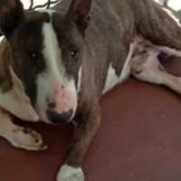 Bull Terrier con Pedigree + Setter