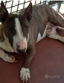 Bull Terrier con Pedigree + Setter