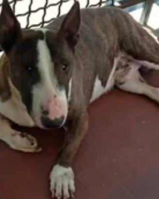 Bull Terrier con Pedigree + Setter
