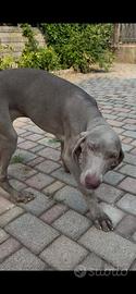 Cuccioli weimaraner