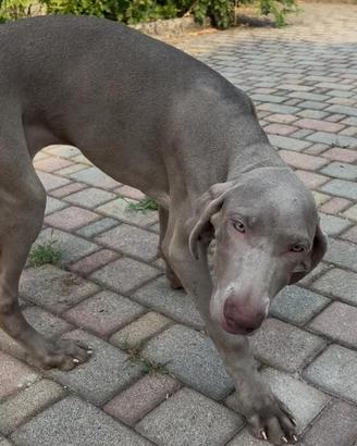 Cuccioli weimaraner