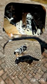 Cuccioli border aussie