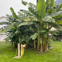 Piante di banane