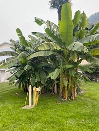 Piante di banane