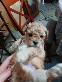 Barboncino toy e minitoy