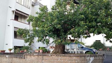 Bilocale Monticello Amiata