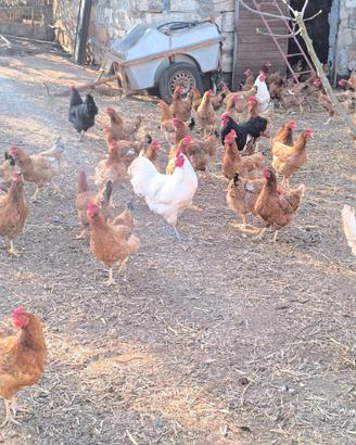 Galline ovaiole 11mesi in piena produzione uova