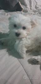 Maltese cuccioli