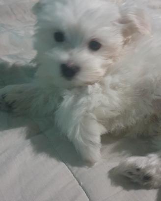 Maltese cuccioli