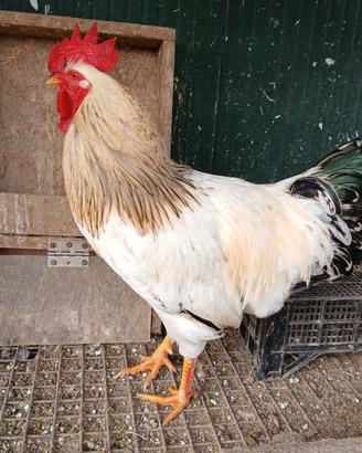 Gallo Ibrido Sussex