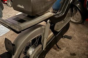 Califfone atala green