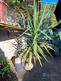 yucca elephantis