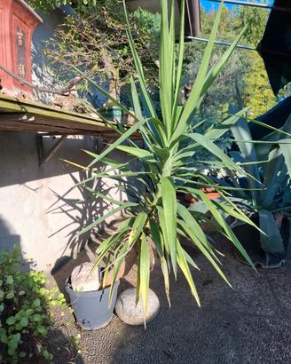 yucca elephantis