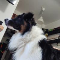 Pastore australiano da monta