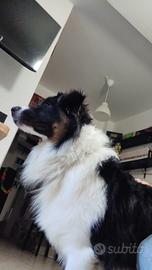 Pastore australiano da monta